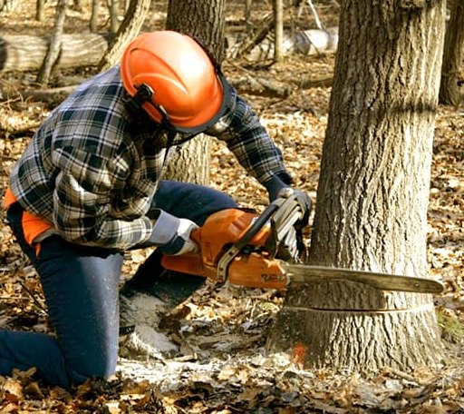 Tree Removal in Midway, AR